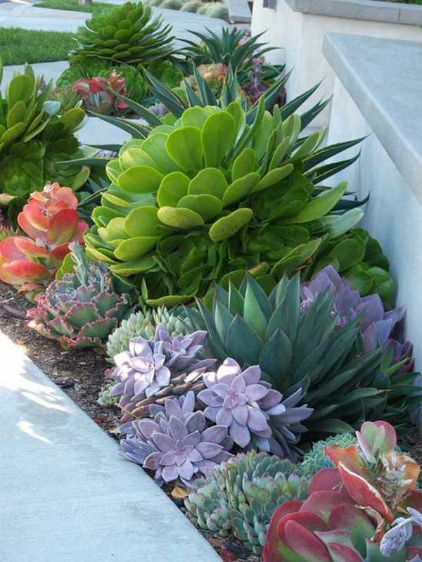 jardin succulent