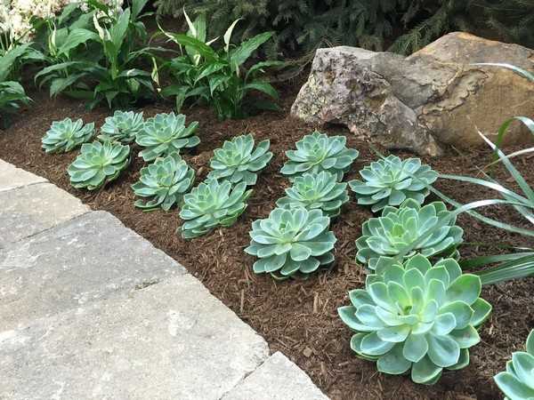 jardin succulent