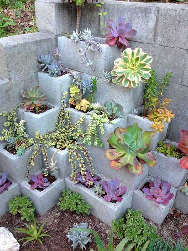 jardin succulent