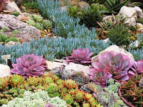 jardin succulent