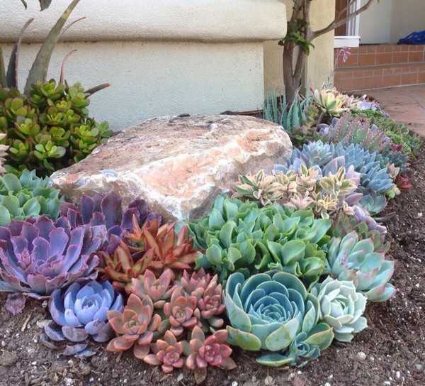 jardin succulent
