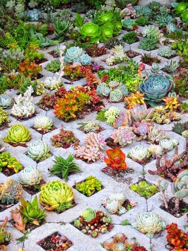 jardin succulent