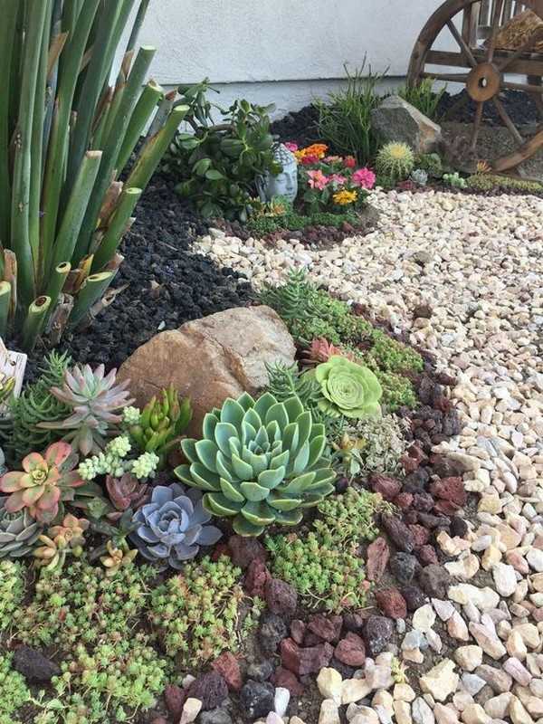 jardin succulent