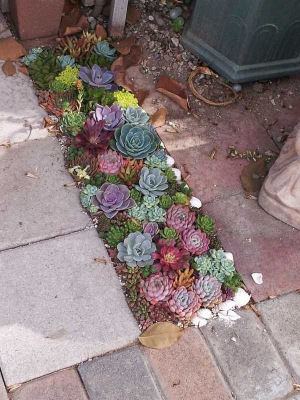 jardin succulent