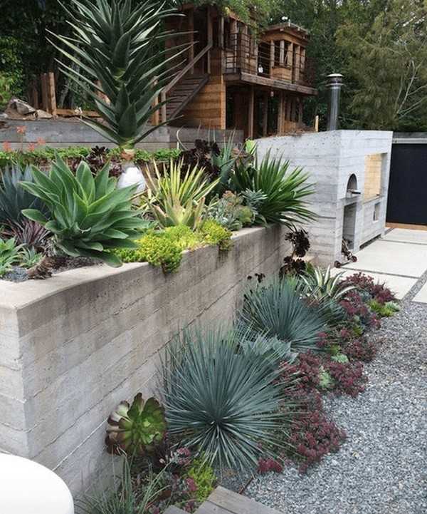 jardin succulent