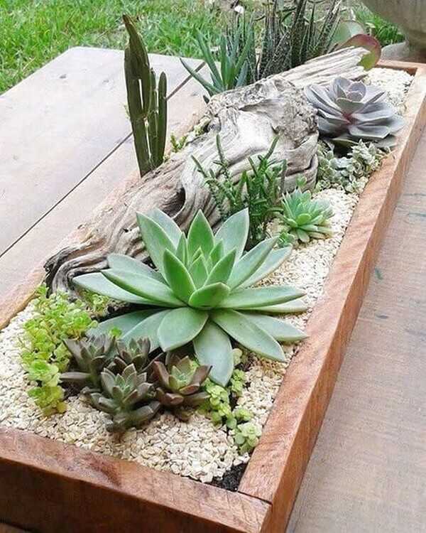 jardin succulent