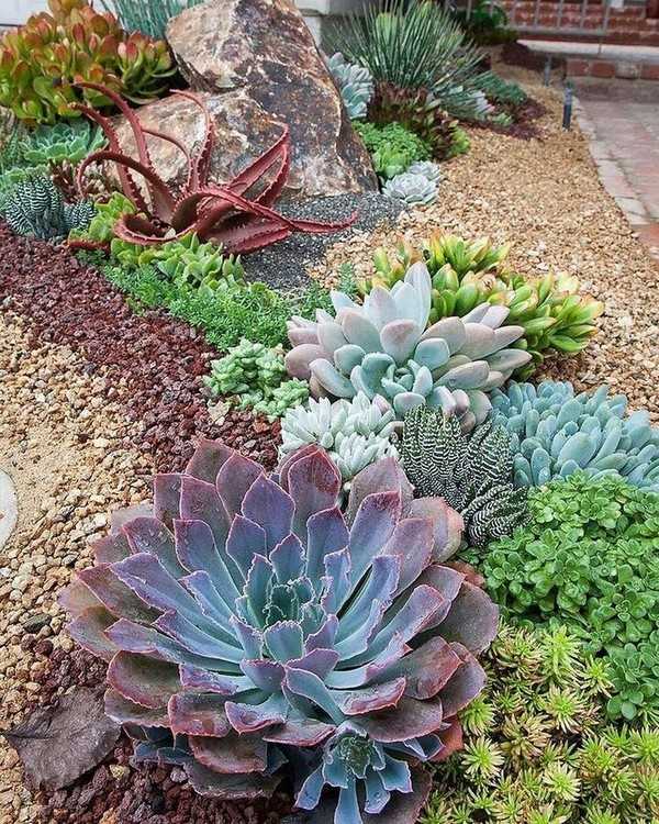 jardin succulent