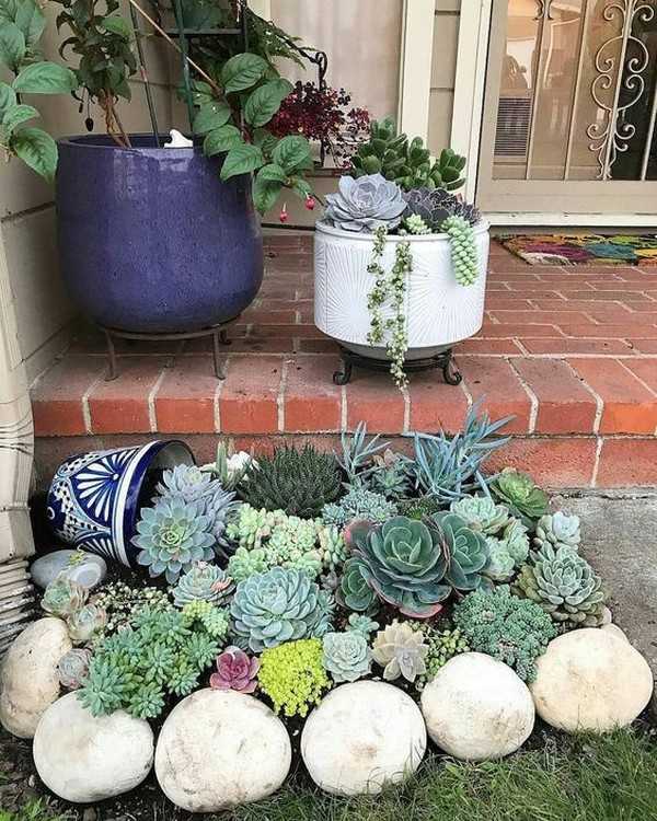 jardin succulent