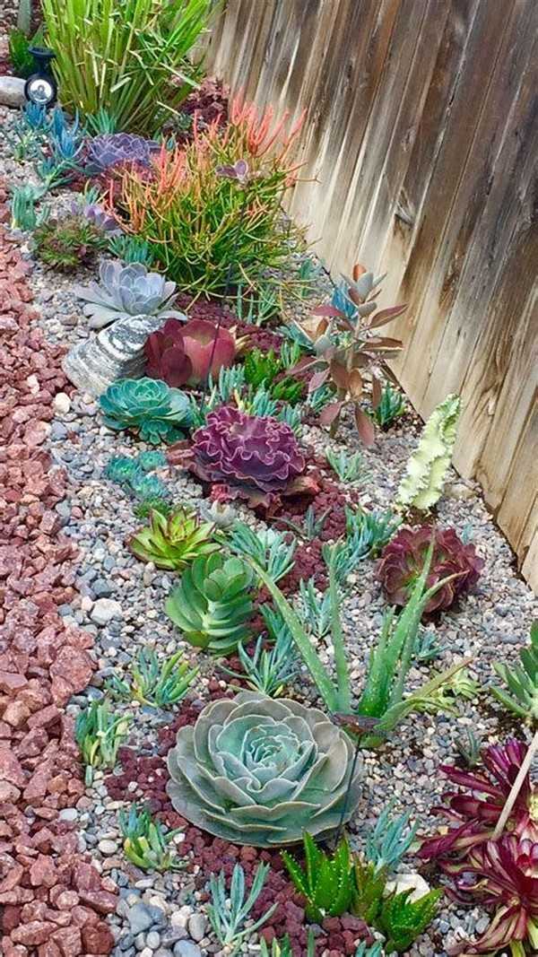 jardin succulent