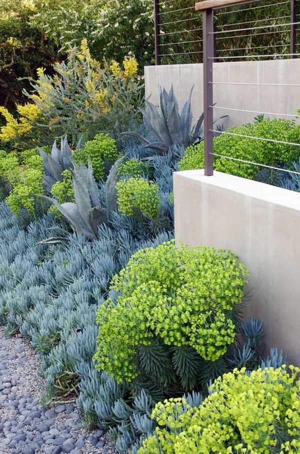 jardin succulent
