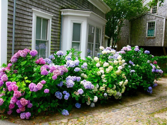 conception de parterre de fleurs