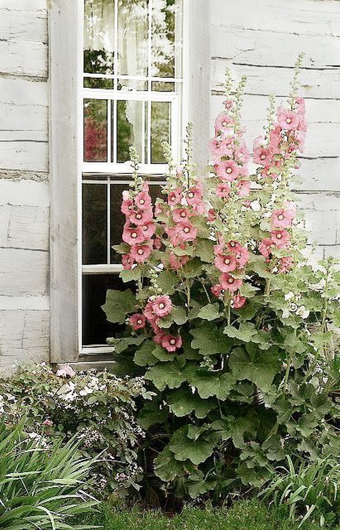 conception de parterre de fleurs