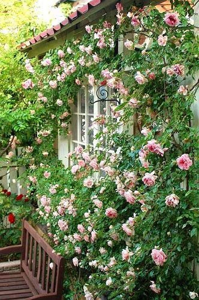 conception de parterre de fleurs