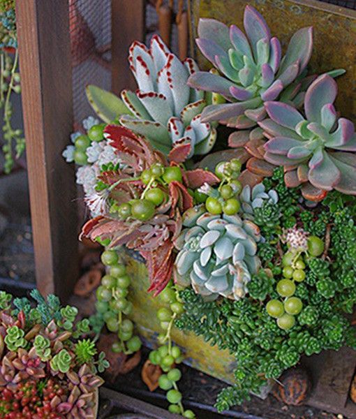 Jardin de conteneurs succulents