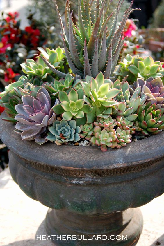 Jardin de conteneurs succulents