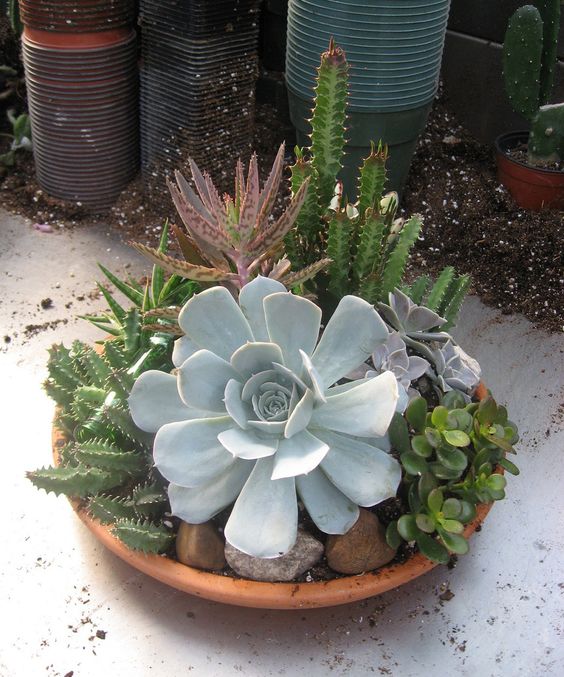 Jardin de conteneurs succulents