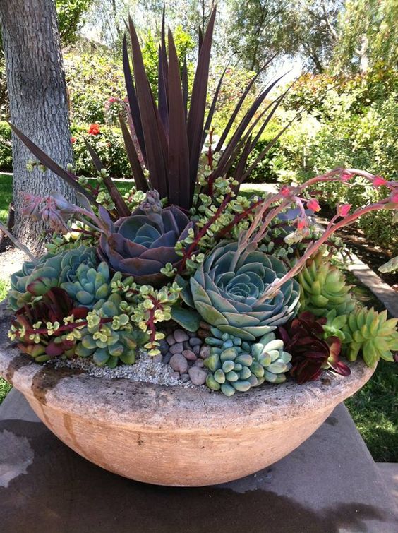 Jardin de conteneurs succulents