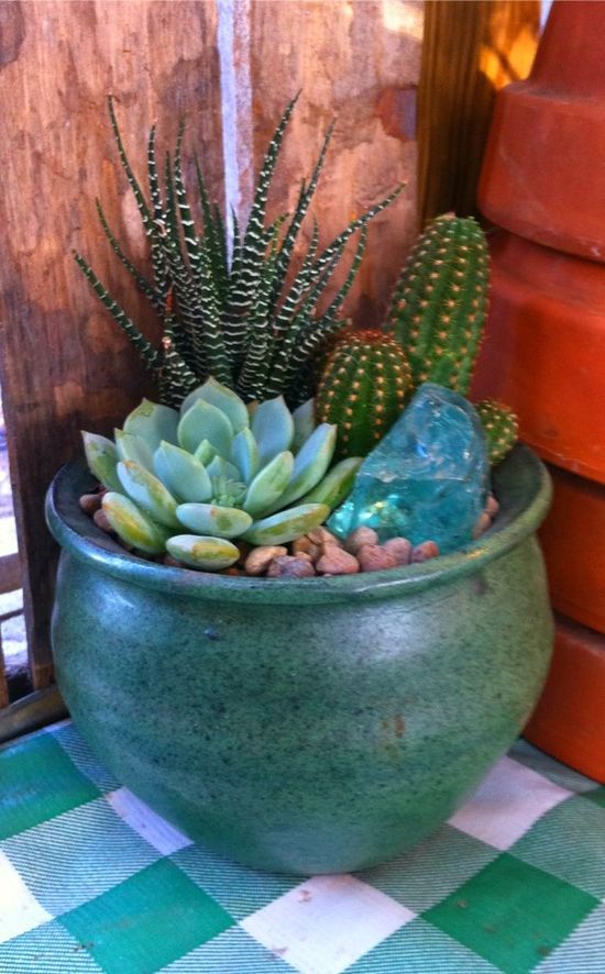 Jardin de conteneurs succulents