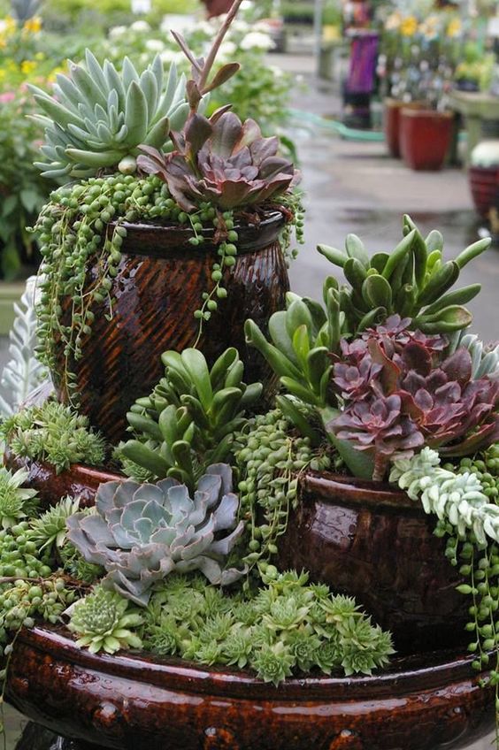 Jardin de conteneurs succulents