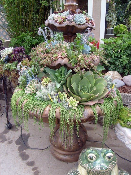 Jardin de conteneurs succulents
