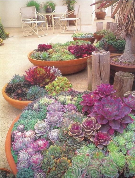 Jardin de conteneurs succulents