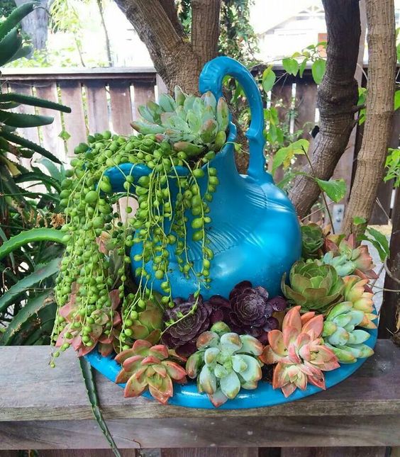 Jardin de conteneurs succulents