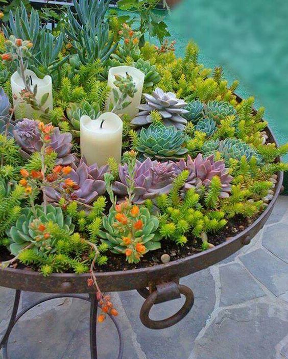 Jardin de conteneurs succulents
