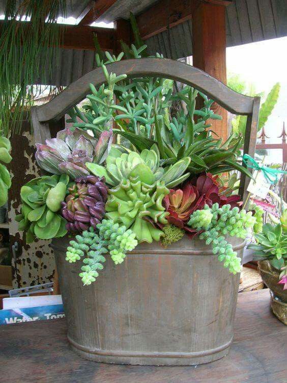 Jardin de conteneurs succulents