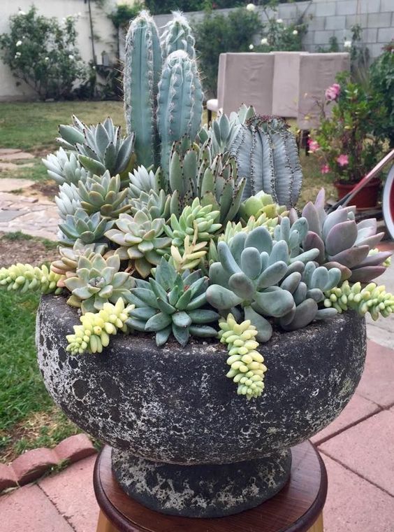 Jardin de conteneurs succulents