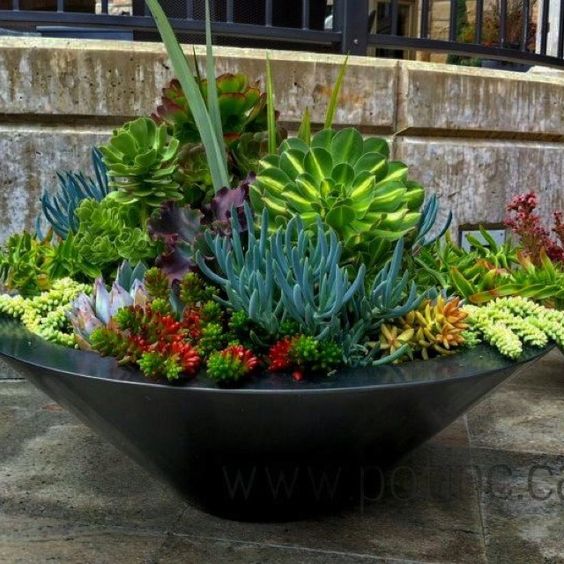 Jardin de conteneurs succulents