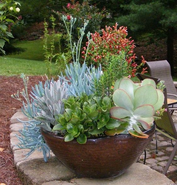 Jardin de conteneurs succulents