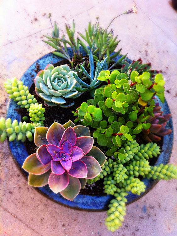 Jardin de conteneurs succulents