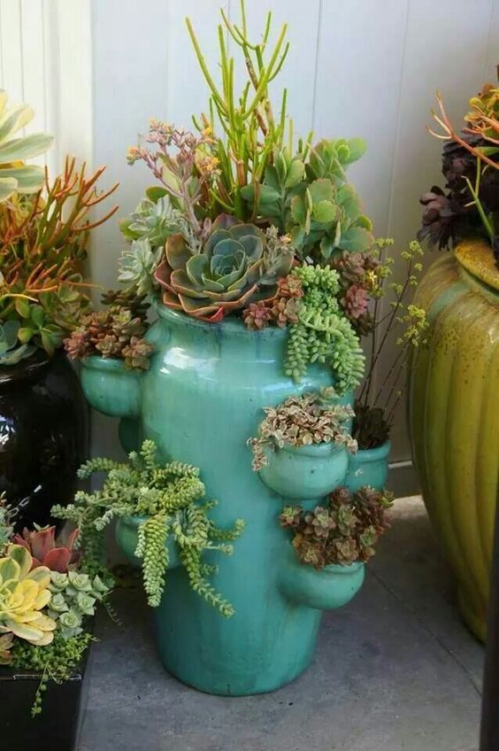 Jardin de conteneurs succulents