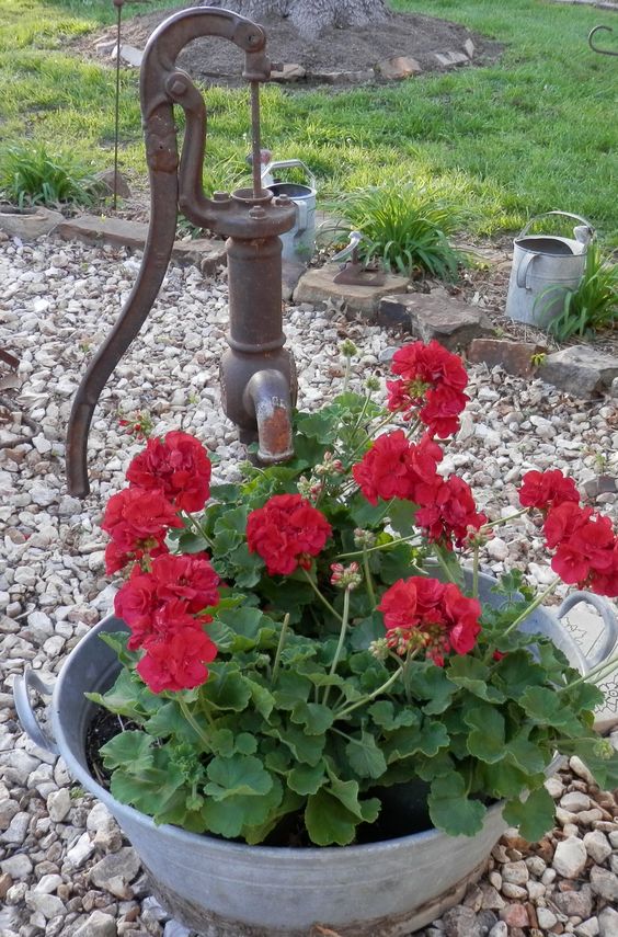 Fleurs dans un vieux seau