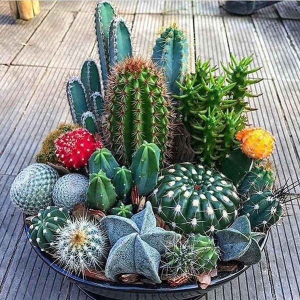 Succulentes