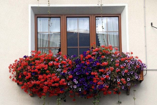 Conception de jardin de fleurs