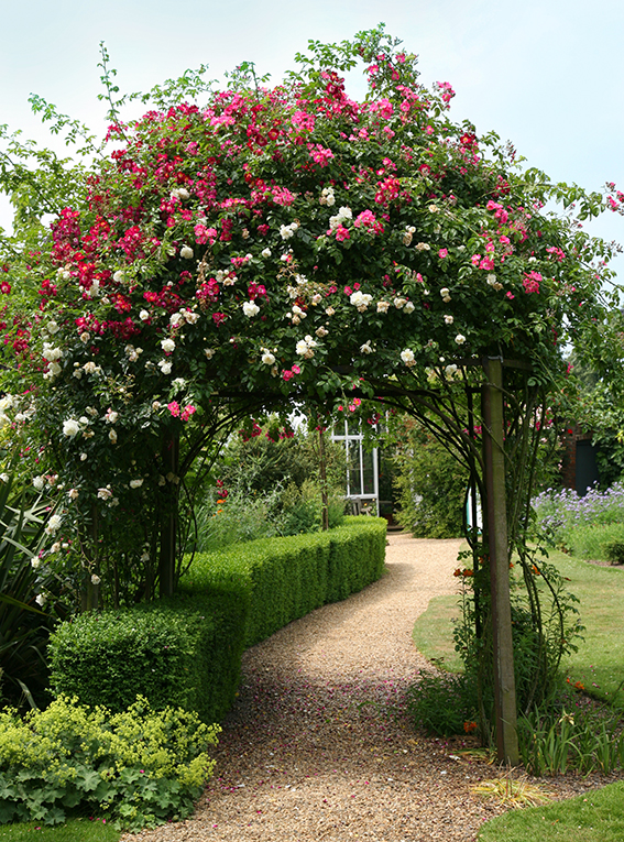Arches de rosiers grimpants