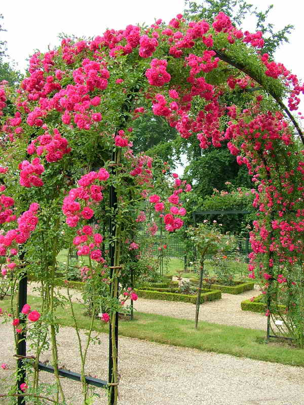 Arches de rosiers grimpants