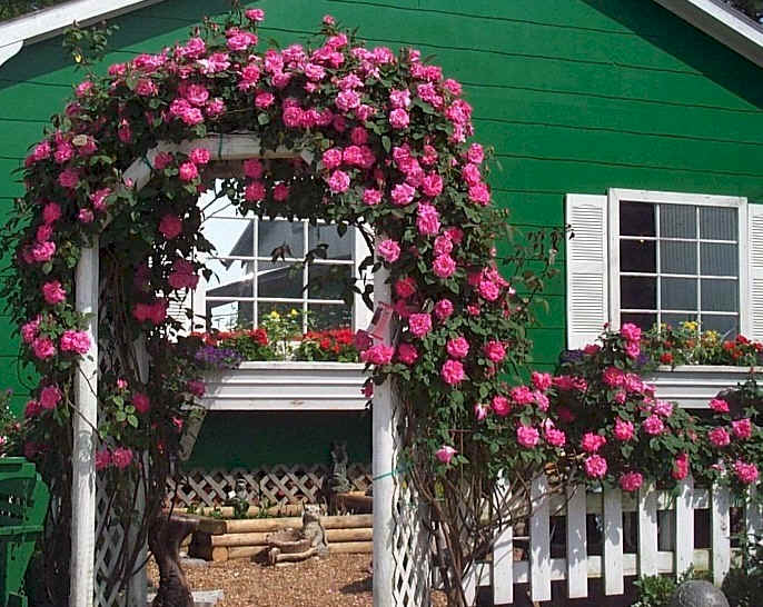 Arches de rosiers grimpants