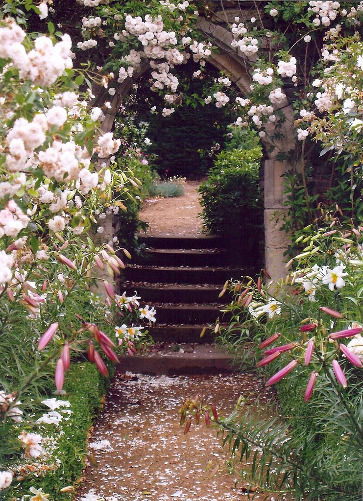 Arches de rosiers grimpants