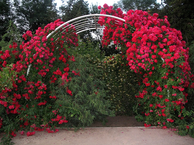 Arches de rosiers grimpants