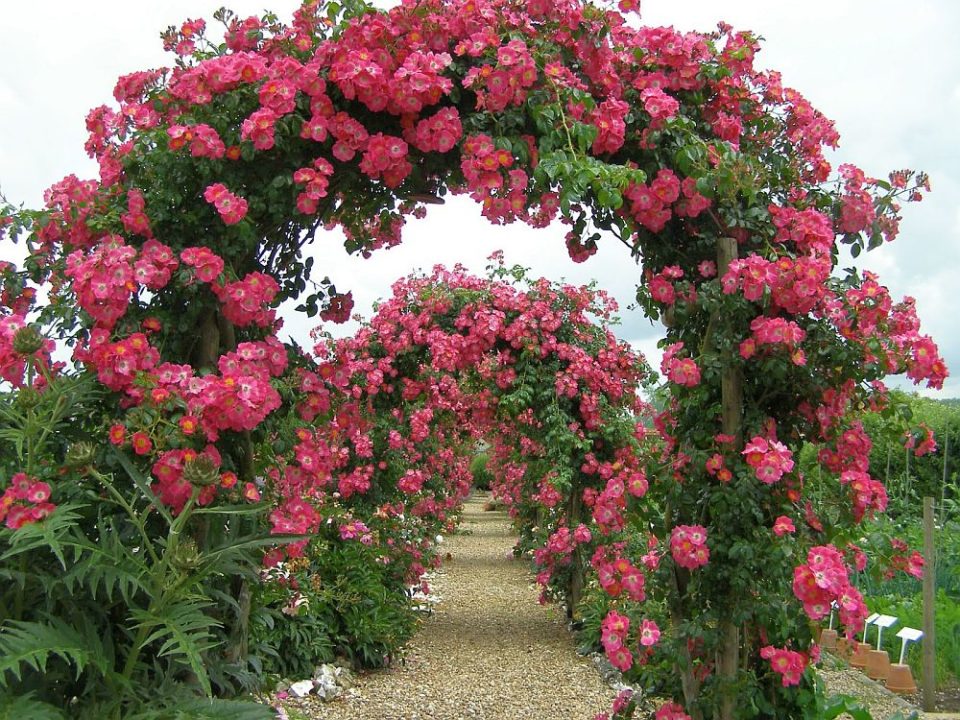 Arches de rosiers grimpants