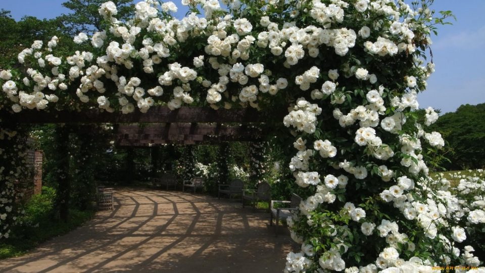 Arches de rosiers grimpants