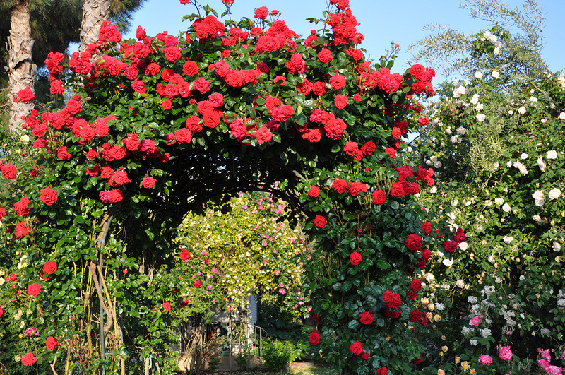 Arches de rosiers grimpants