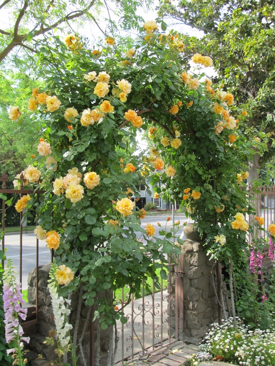 Arches de rosiers grimpants