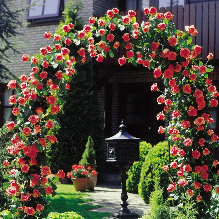 Arches de rosiers grimpants