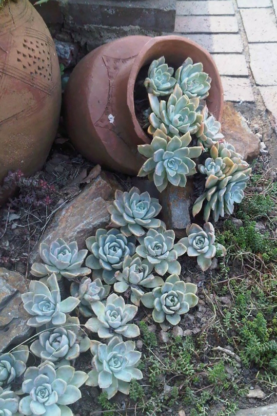 Plantes succulentes dans le parterre de fleurs