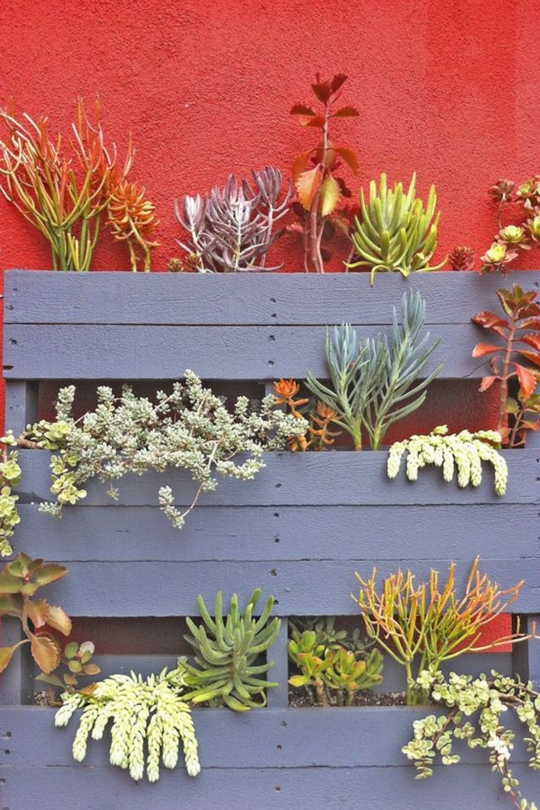 Plantes succulentes dans le parterre de fleurs