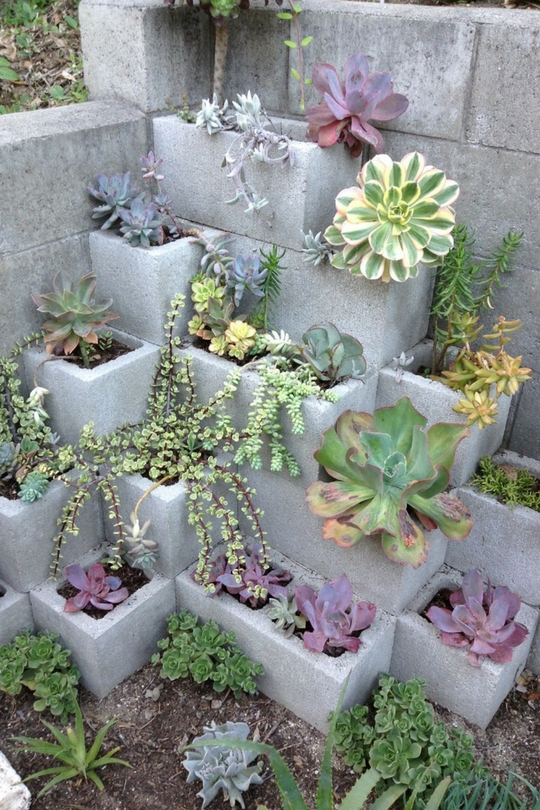 Plantes succulentes dans le parterre de fleurs