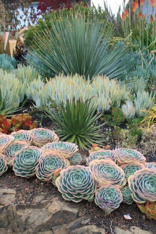 Plantes succulentes dans le parterre de fleurs